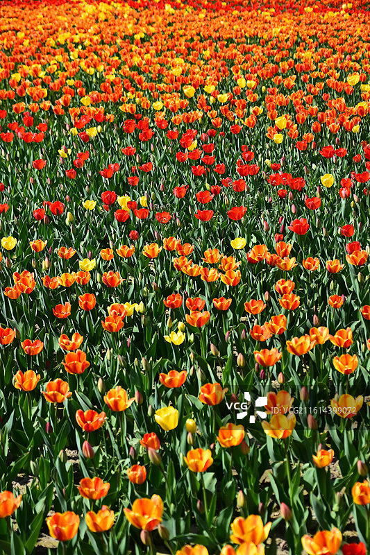 新疆五家渠盛开的郁金香图片素材