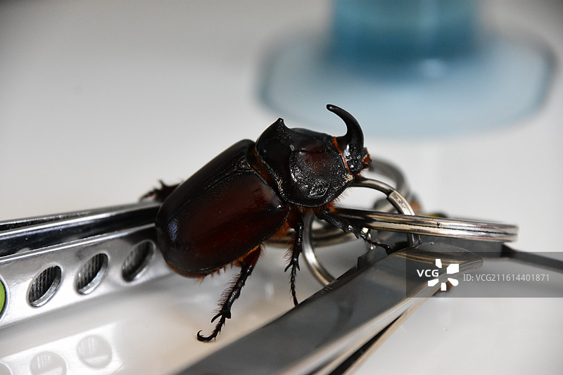 一只犀角金龟图片素材