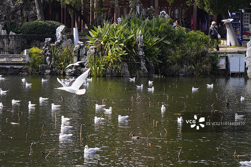 昆明大观园图片素材