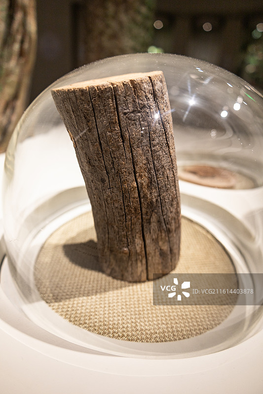 澳大利亚檀香图片素材