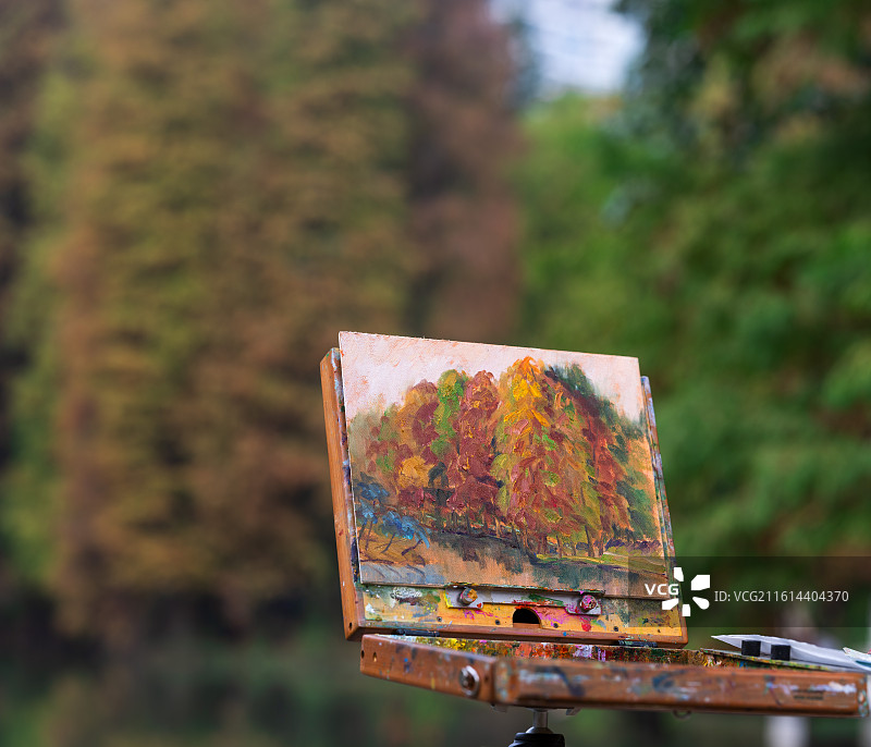 华南植物园落羽杉红了图片素材