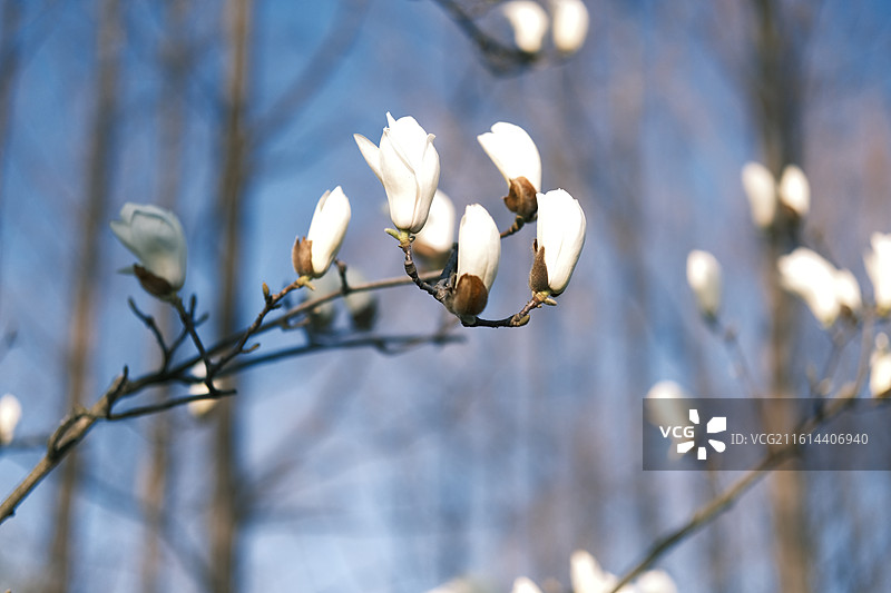 初春盛放的白色玉兰花苞：蓝天背景下枝头挺立的清新自然植物特写图片素材