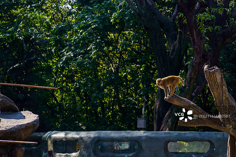 广州动物园的猴子图片素材