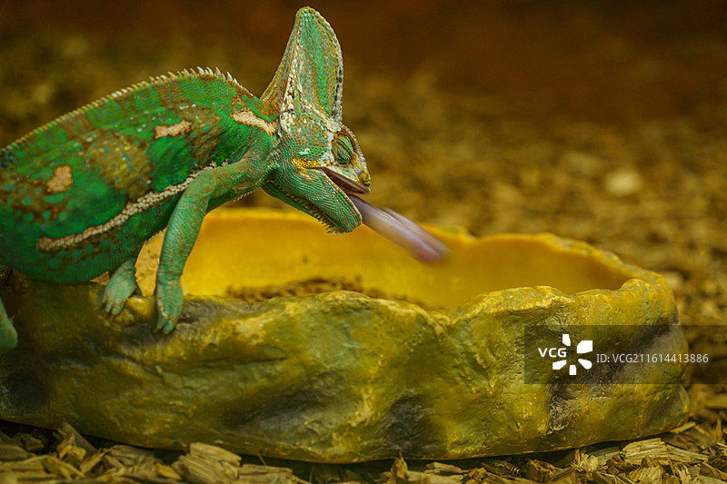 广州动物园中的变色龙图片素材