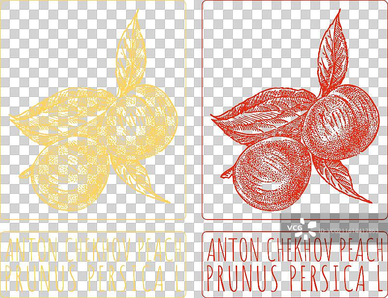 安东·契诃夫手绘桃子图图片素材