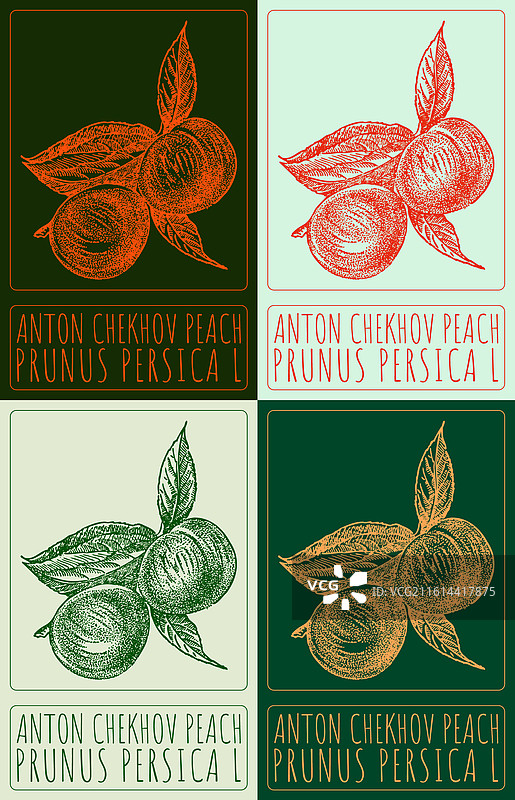 安东·契诃夫的桃子图集，多种样式图片素材