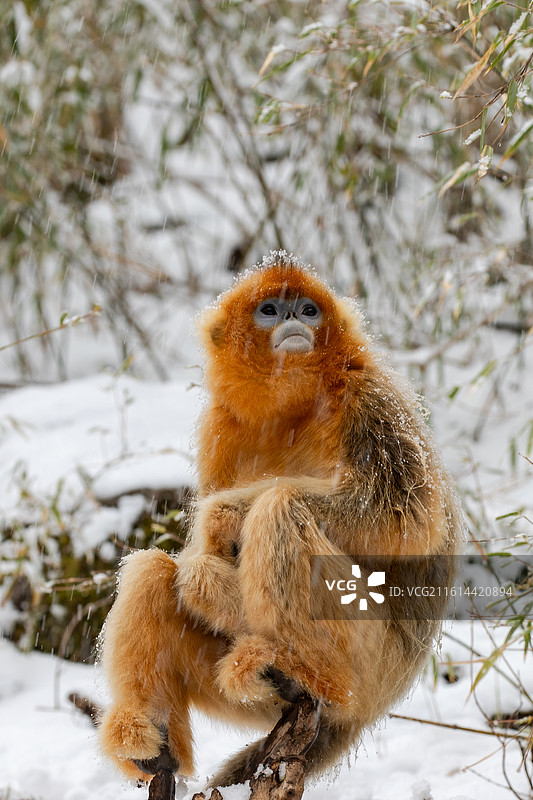 陕西佛坪：川金丝猴雪中觅食嬉戏图片素材