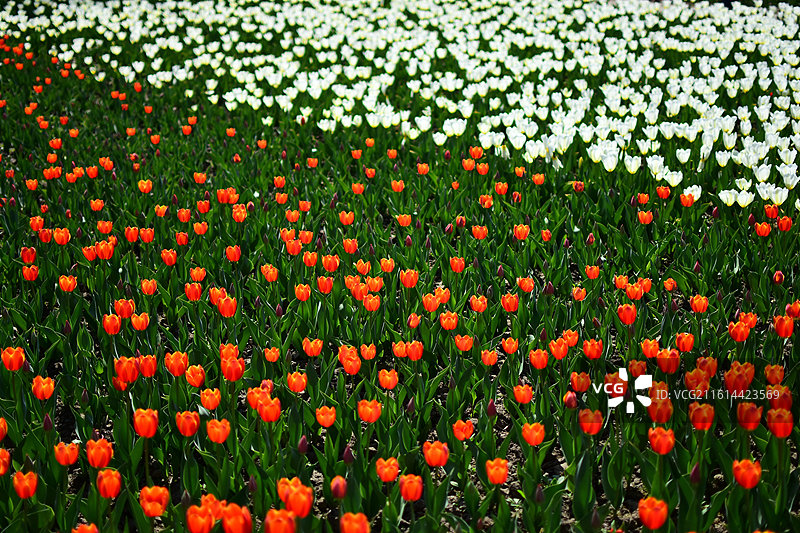 新疆五家渠盛开的郁金香图片素材