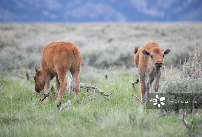 大提顿国家公园北美野牛图片素材