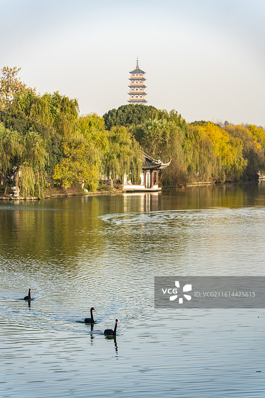 秋冬季节清晨无人的江苏扬州廋西湖风景区大明寺栖灵塔建筑倒影与湖中嬉戏觅食的黑天鹅图片素材
