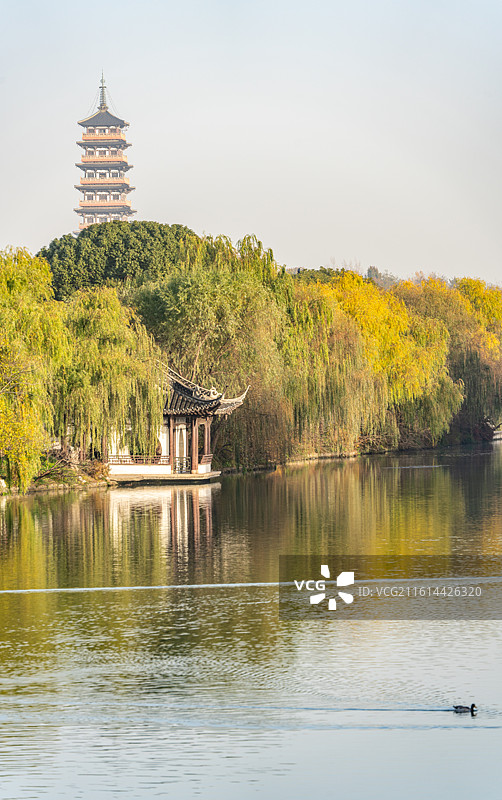 秋冬季节清晨无人的江苏扬州廋西湖风景区大明寺栖灵塔建筑倒影与湖中嬉戏觅食的黑天鹅图片素材