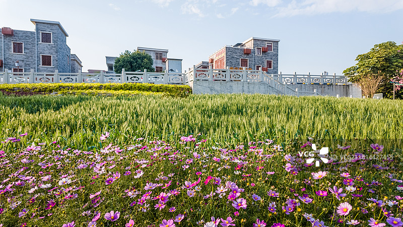 广东珠海金湾区木头冲村花海麦田图片素材