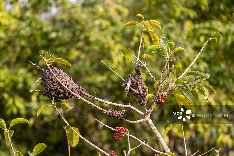 树枝上的蚂蚁窝图片素材