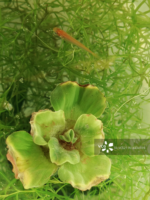 鱼和水草图片素材