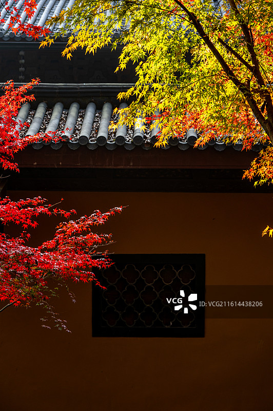 浙江杭州西湖灵隐永福禅寺红枫银杏枫叶红叶背景映衬中的最美寺院不二法门钱塘第一福地自然建筑景观图片素材