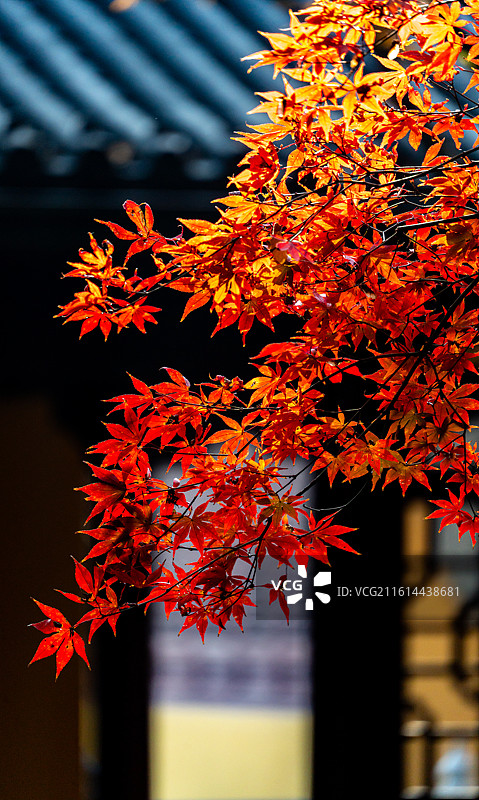 浙江杭州西湖灵隐永福禅寺红枫银杏枫叶红叶背景映衬中的最美寺院不二法门钱塘第一福地自然建筑景观图片素材
