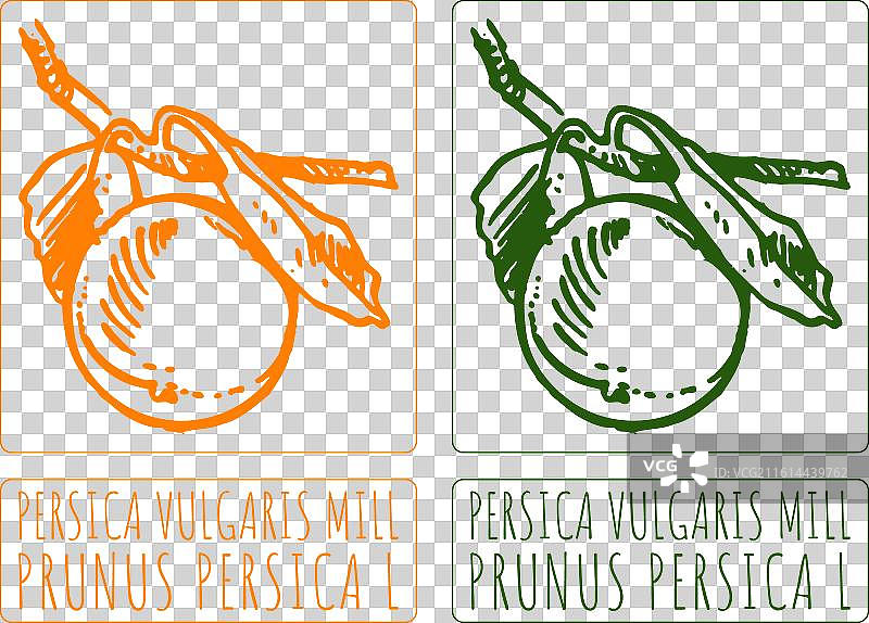 手绘桃金娘图片素材