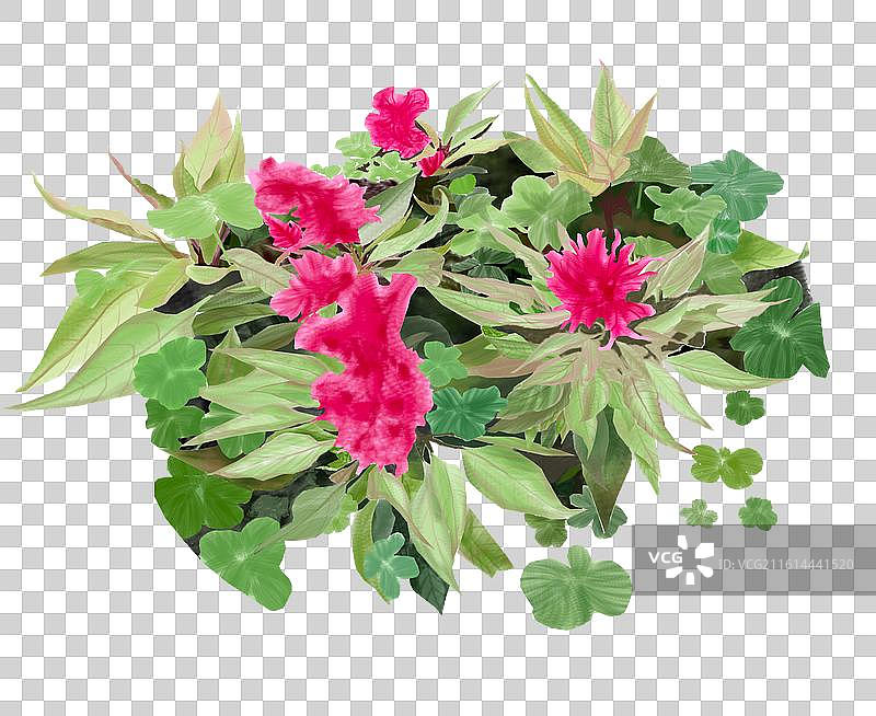 鸡冠花四叶草草丛 插画图片素材