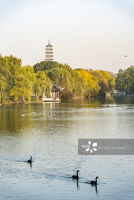 秋冬季节清晨无人的江苏扬州廋西湖风景区大明寺栖灵塔建筑倒影与湖中嬉戏觅食的黑天鹅图片素材