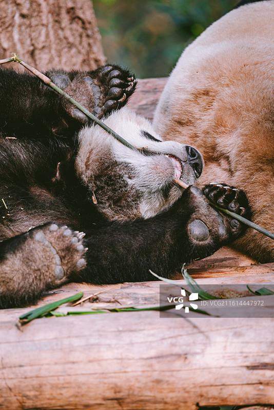 中国四川成都大熊猫繁育基地大熊猫户外活动图片素材