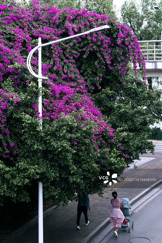 漓江桥三角梅图片素材