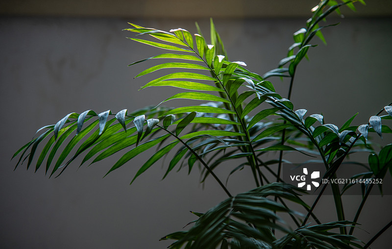 落叶 秋天 立秋 二十四节气 孤独 寂寞的情绪图片素材