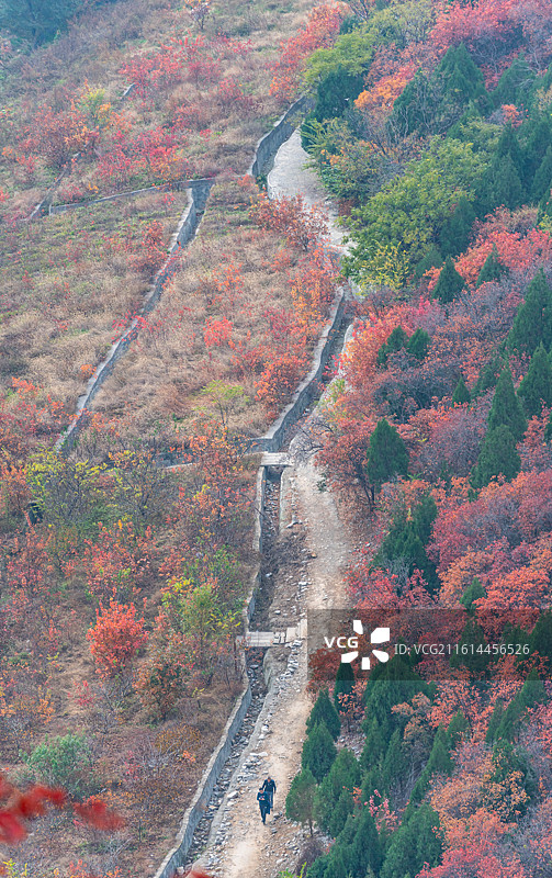 山东济南蝎子山蚰蜒山黄栌红叶自然秋色景观.平分秋色平色均春秋图片素材