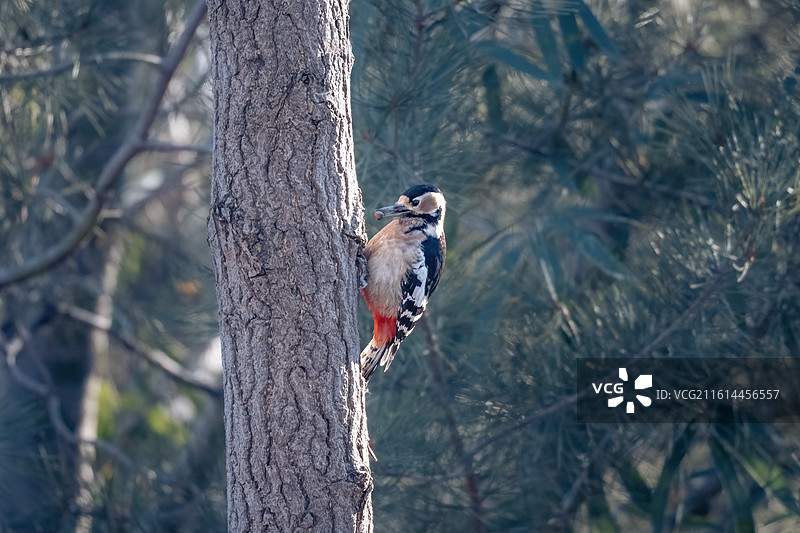 大斑啄木鸟图片素材