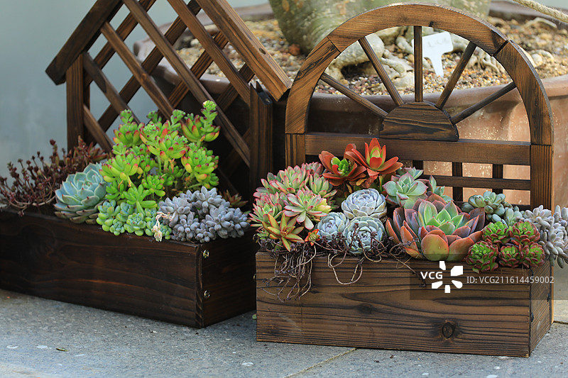 神奇的多肉植物图片素材