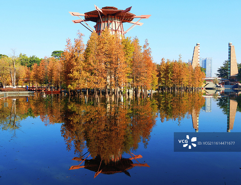 佛山千灯湖公园落羽杉图片素材