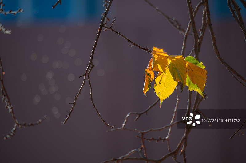 落叶 秋天 立秋 二十四节气 孤独 寂寞的情绪图片素材