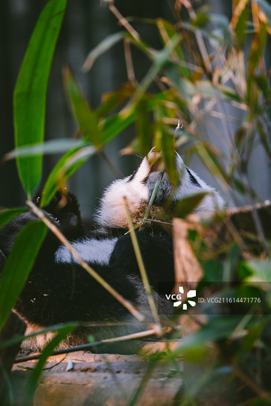 中国四川成都大熊猫繁育基地大熊猫户外活动图片素材