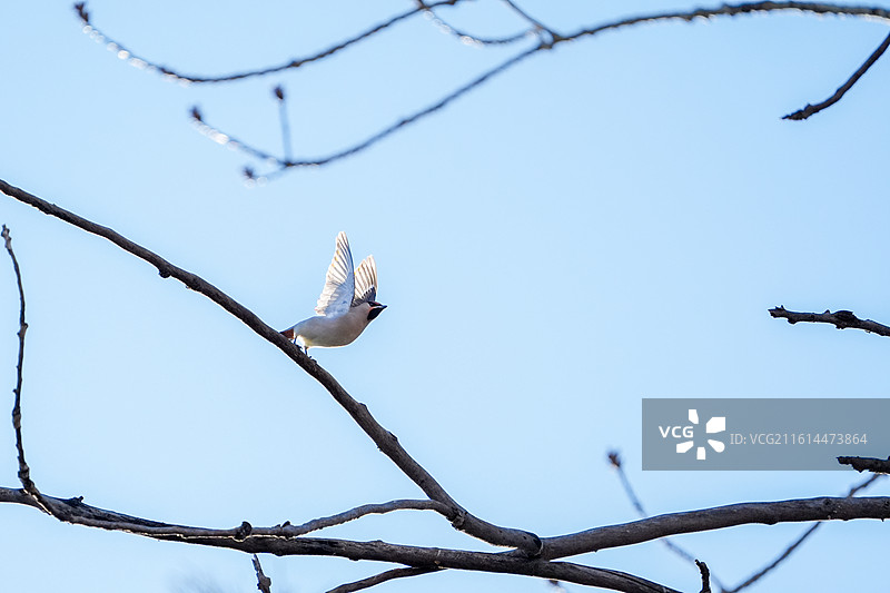 飞翔的太平鸟图片素材