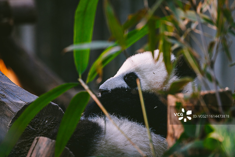 中国四川成都大熊猫繁育基地大熊猫户外活动图片素材