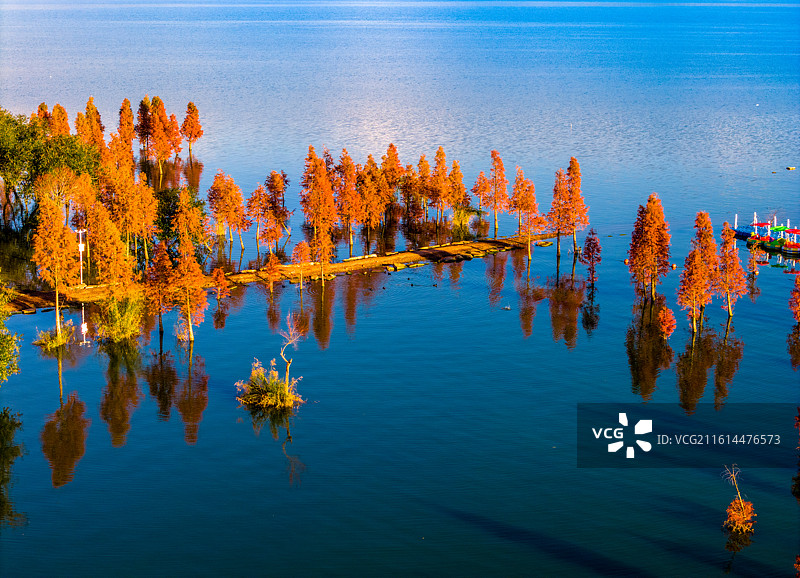 云南省玉溪市江川区星云湖湿地风光图片素材