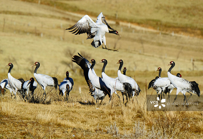 云南昭通大山包风景区冬天高原黑颈鹤欢悦打斗嬉戏图片素材