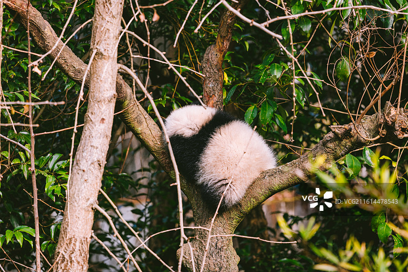 中国四川成都大熊猫繁育基地大熊猫户外活动图片素材