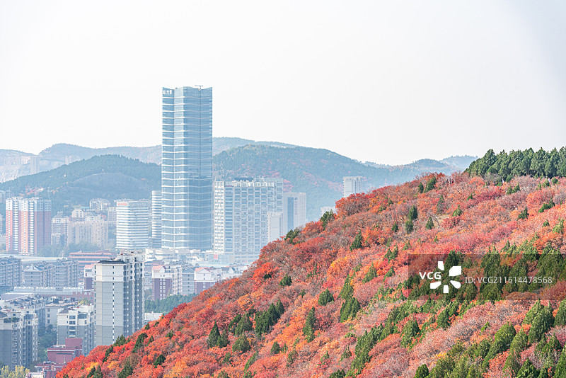 黄栌红叶背景映衬中的济南蝎子山蚰蜒山秋色自然景观与济南城市建筑都市风光图片素材