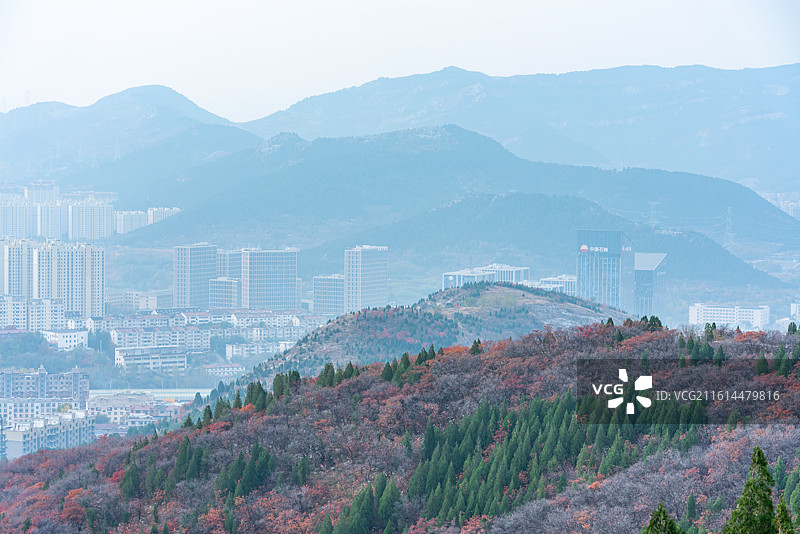 山东济南蝎子山蚰蜒山黄栌红叶自然秋色景观.平分秋色平色均春秋图片素材