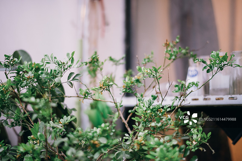 桌上盆栽植物特写图片素材
