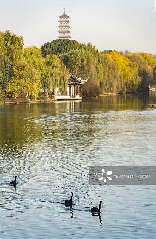 秋冬季节清晨无人的江苏扬州廋西湖风景区大明寺栖灵塔建筑倒影与湖中嬉戏觅食的黑天鹅图片素材