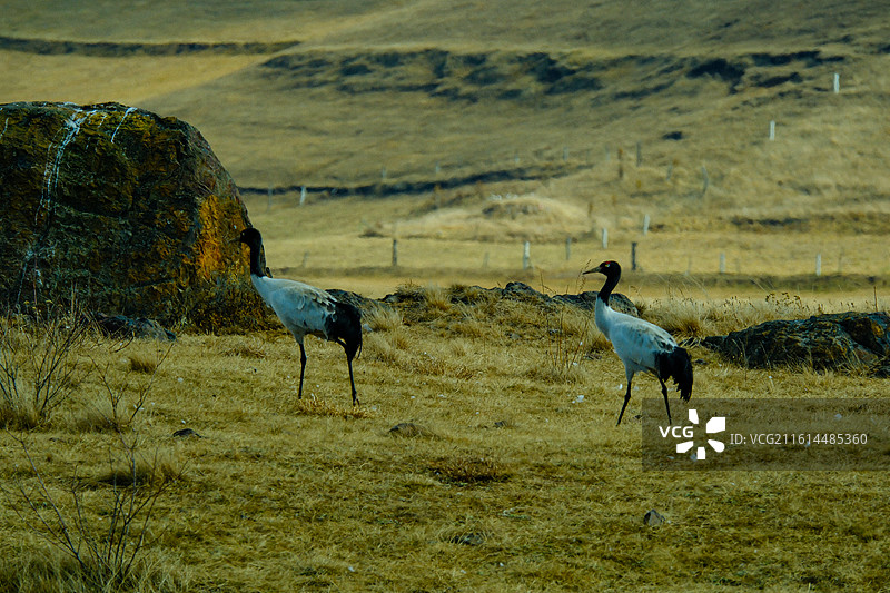 中国云南省昭通市昭阳区大山包镇大海子大山包黑颈鹤国家级自然保护区，车路村风光，黑颈鹤图片素材