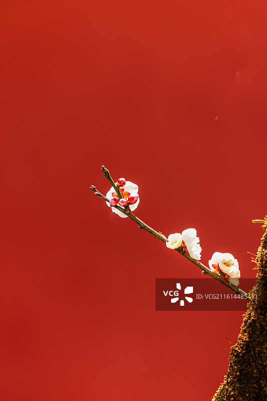 初绽的华亭寺古梅：2026年1月1日新年，昆明华亭寺部分逾百年古梅初绽，引摄者驻足拍摄，游客纷至观赏图片素材