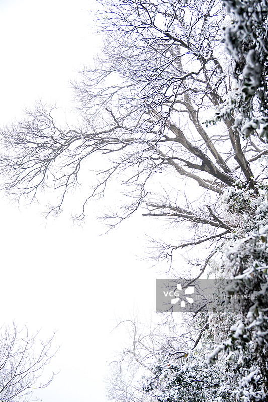 雪后紫金山图片素材