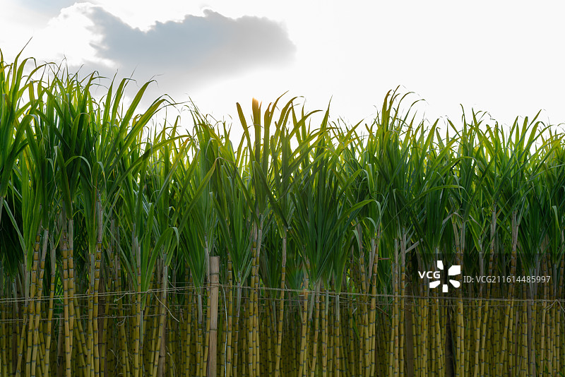 农田里成片的甘蔗家作物图片素材