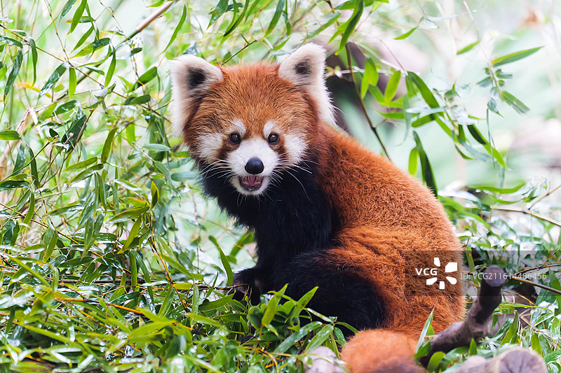 小熊猫吃竹叶回头瞬间抓拍图片素材
