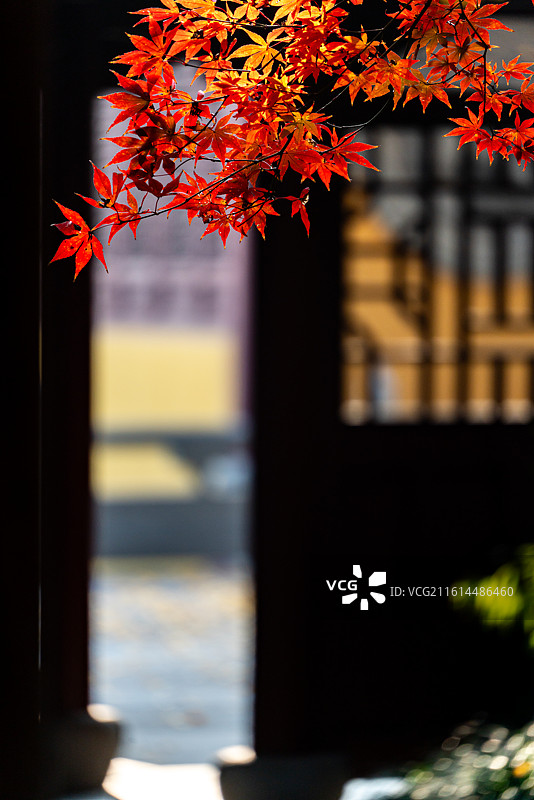 浙江杭州西湖灵隐永福禅寺红枫银杏枫叶红叶背景映衬中的最美寺院不二法门钱塘第一福地自然建筑景观图片素材
