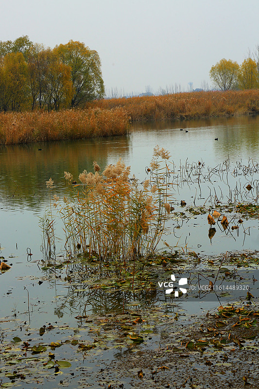 碧水连天映霞光，野鸭掠舞芦花黄  俯身临岸观舟远，银杏红叶风里扬  千岛万湖织洋淀，生态画卷韵悠长图片素材