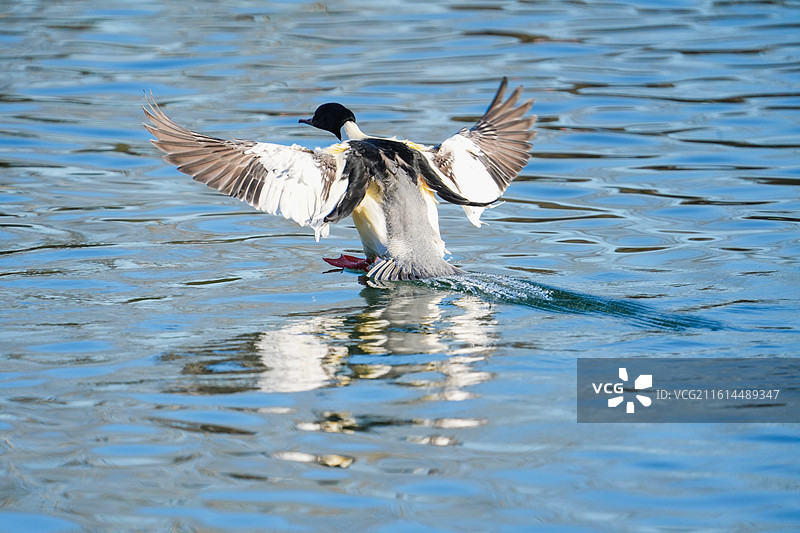 普通秋沙鸭‌特写图片素材