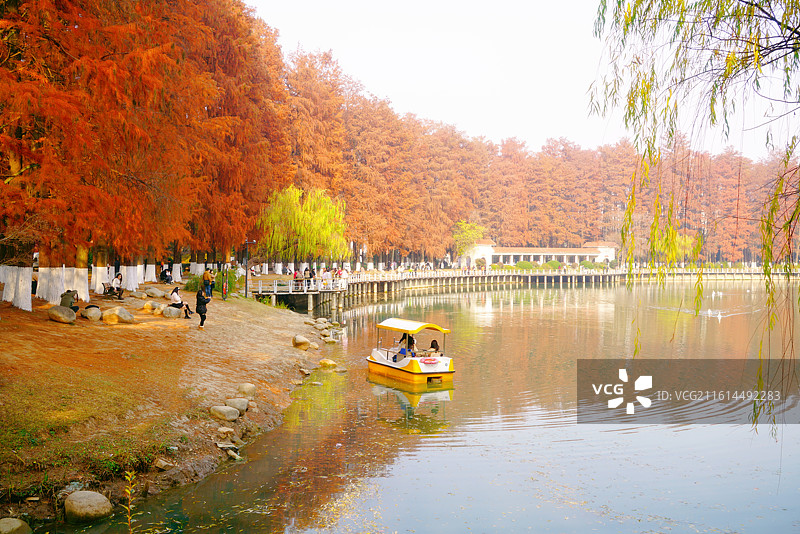 武汉解放公园的红叶落羽杉图片素材